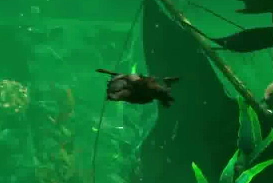A close shot of an otter swimming